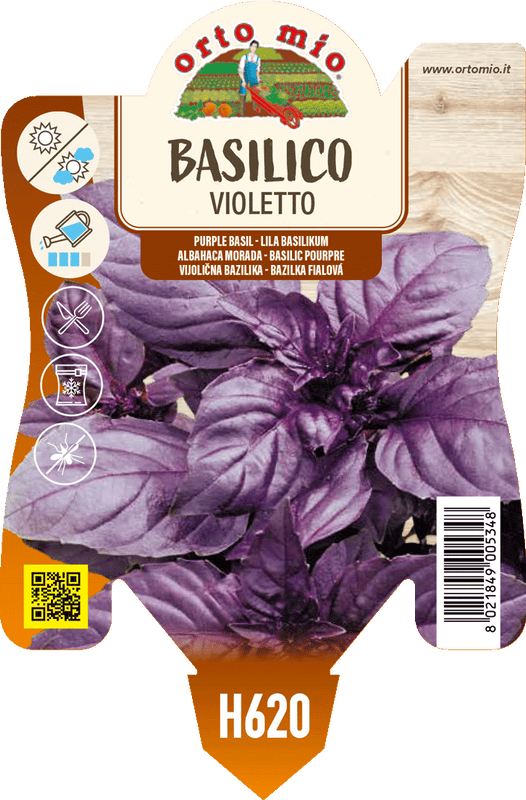 Pianta di violetto var. red rubin in 1 pianta in vaso 10 – Orto Mio Forlì