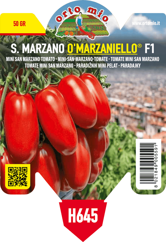 Pianta di a grappolo o'marzaniello var. babyzano f1 novità - resistente a virus tswv in 1 pianta in vaso 10 – Orto Mio Forlì