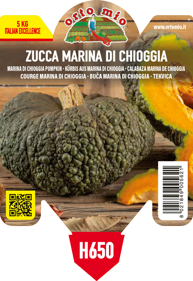 Pianta Zucca Marina di Chioggia - Orto Mio