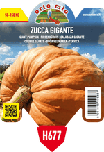 Pianta di gigante var. atlantic giant f1 in 1 pianta in vaso 10 – Orto Mio Forlì