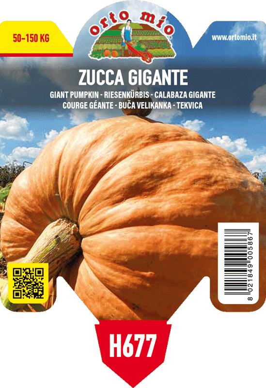 Pianta di gigante var. atlantic giant f1 in 1 pianta in vaso 10 – Orto Mio Forlì