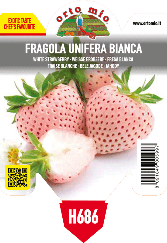 Pianta di unifera var. bianca n. 5 in 1 pianta in vaso 10 – Orto Mio Forlì