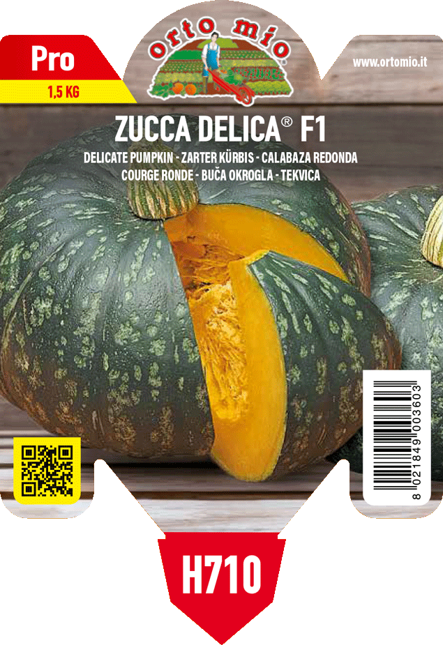 Pianta Zucca Tonda var. Delica F1 - Orto Mio