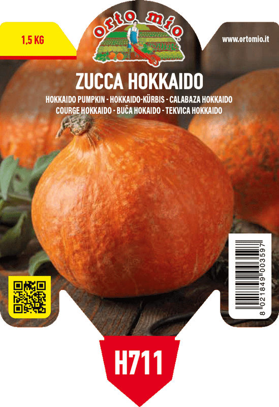 Pianta di hokkaido var. uchiki kuri f1 in 1 pianta in vaso 10 – Orto Mio Forlì