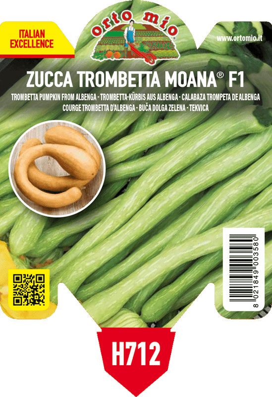 Pianta di trombetta di albenga var. moana f1 in 1 pianta in vaso 10 – Orto Mio Forlì