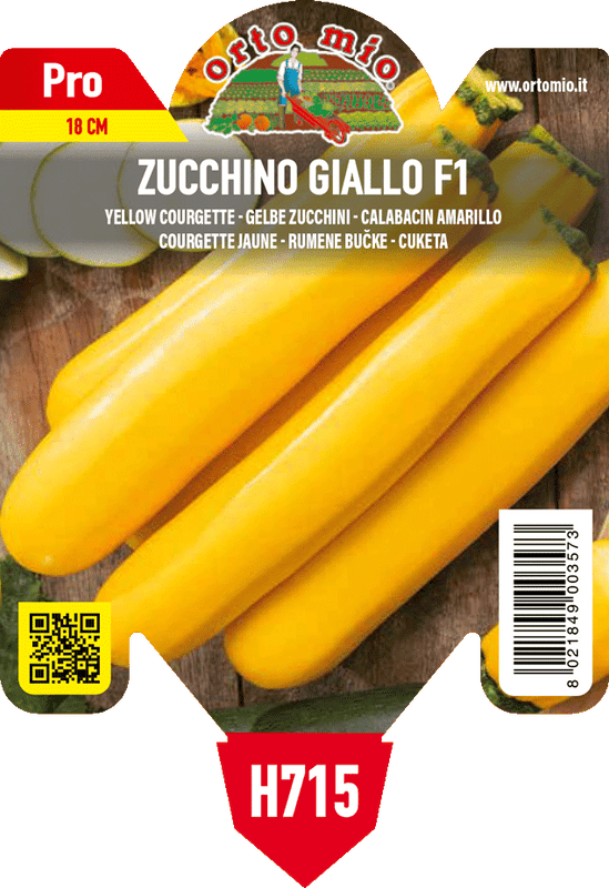 Pianta di giallo var. lingodor f1 - allunga tutto diagonale in 1 pianta in vaso 10 – Orto Mio Forlì