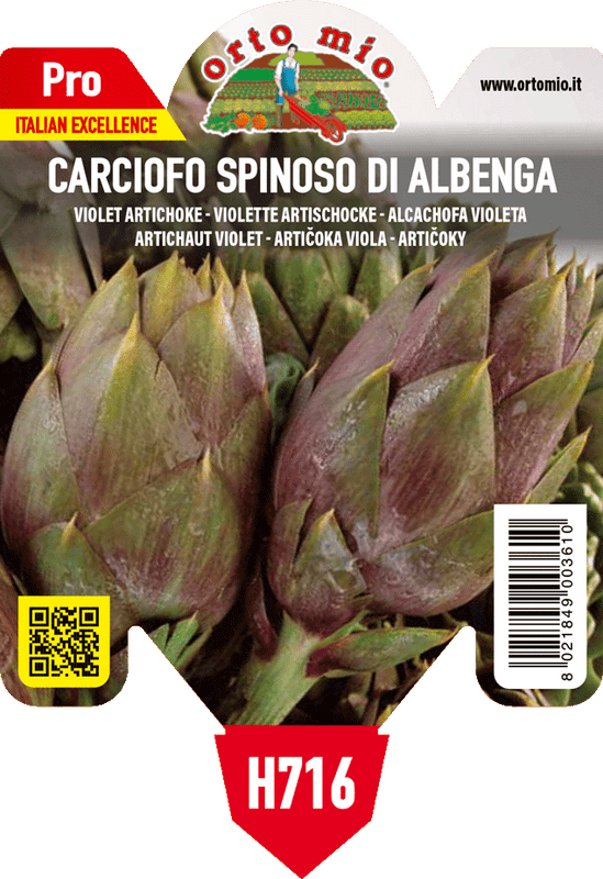 Pianta di spinoso di albenga in 1 pianta in vaso 10 – Orto Mio Forlì