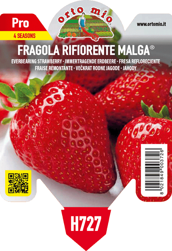 Pianta di rifiorente var. malga in 1 pianta in vaso 10 – Orto Mio Forlì
