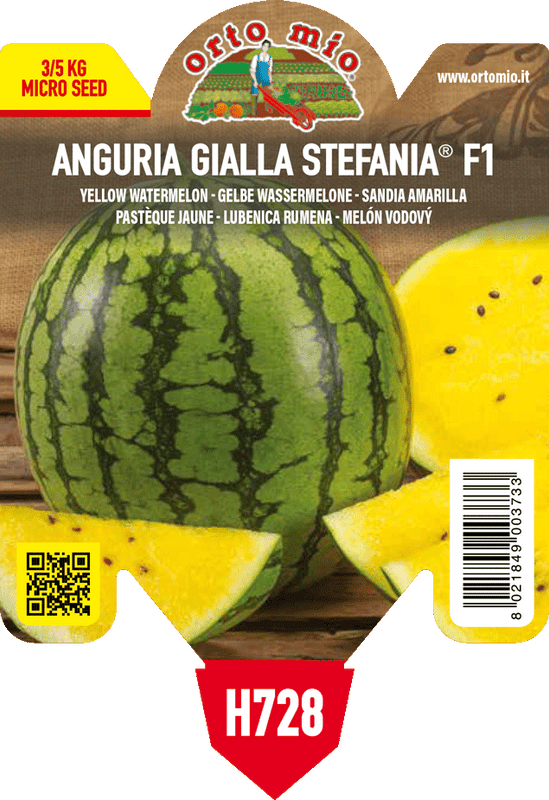 Pianta di gialla var. stefania f1 in 1 pianta in vaso 10 – Orto Mio Forlì