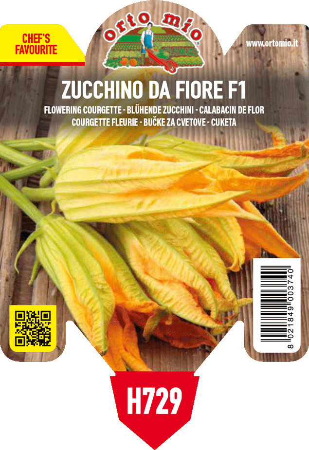 Zucchino da Fiore var. Striato d'Italia F1