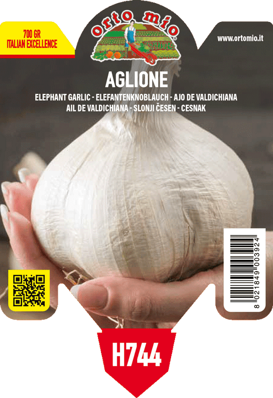 Pianta di aglione della valdichiana in 1 pianta in vaso 10 – Orto Mio Forlì