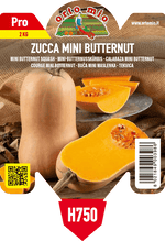 Pianta di mini butternut f1 in 1 pianta in vaso 10 – Orto Mio Forlì