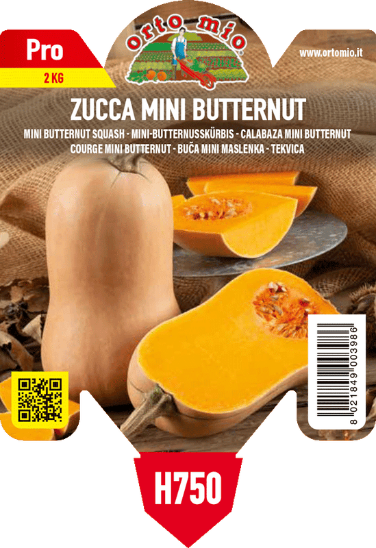 Pianta di mini butternut f1 in 1 pianta in vaso 10 – Orto Mio Forlì