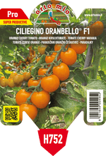 Pianta di ciliegino arancio var. oranbello f1 in 1 pianta in vaso 10 – Orto Mio Forlì