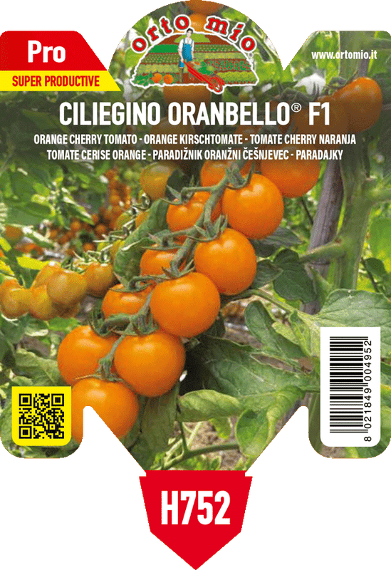 Pianta di ciliegino arancio var. oranbello f1 in 1 pianta in vaso 10 – Orto Mio Forlì