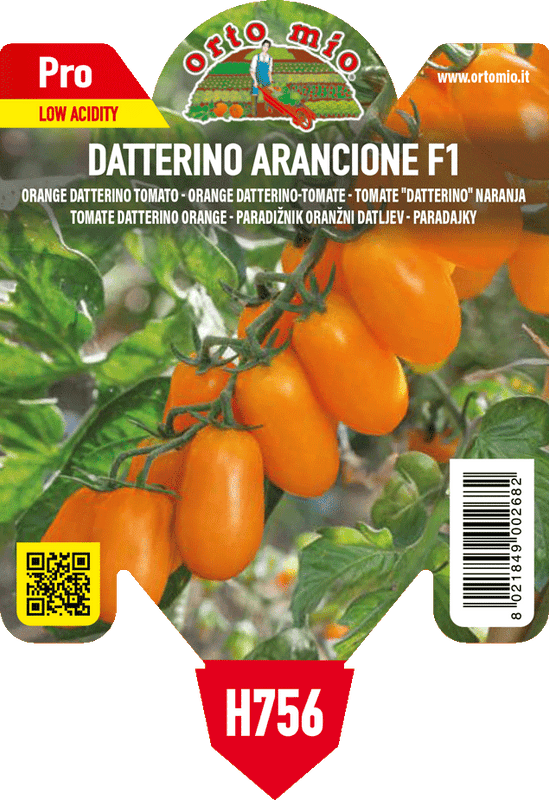 Pianta di datterino arancio var. fantino f1 in 1 pianta in vaso 10 – Orto Mio Forlì