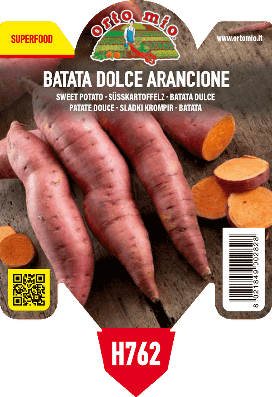 Pianta di batata arancio var. evangeline in 1 pianta in vaso 10 – Orto Mio Forlì