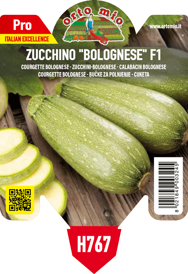 Pianta Zucchino Bolognese var. Dozza F1 - Orto Mio