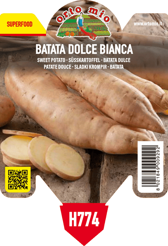 Pianta di batata bianca var. bonita in 1 pianta in vaso 10 – Orto Mio Forlì