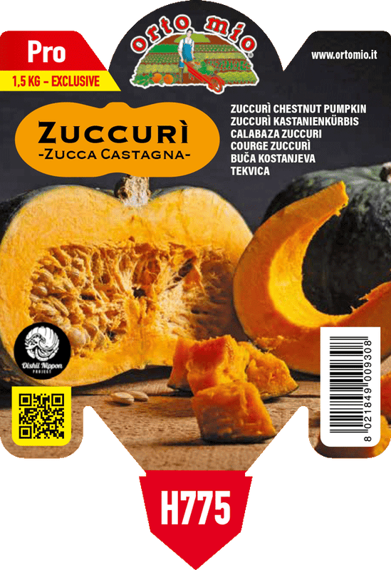 Pianta di zuccurì ® la zucca castagna in 1 pianta in vaso 10 – Orto Mio Forlì