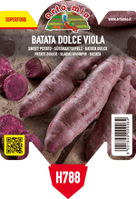 Pianta di batata viola var. sakura - spingi bianco nella fetta in 1 pianta in vaso 10 – Orto Mio Forlì