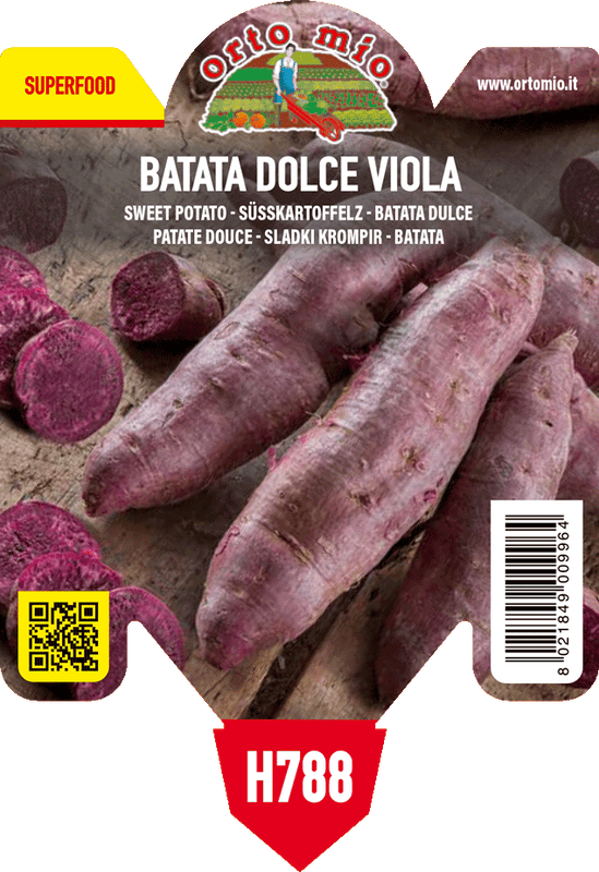 Pianta di batata viola var. sakura - spingi bianco nella fetta in 1 pianta in vaso 10 – Orto Mio Forlì