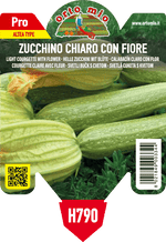 Pianta di chiaro con fiore var. melissa f1 (tipo altea) - novità in 1 pianta in vaso 10 – Orto Mio Forlì