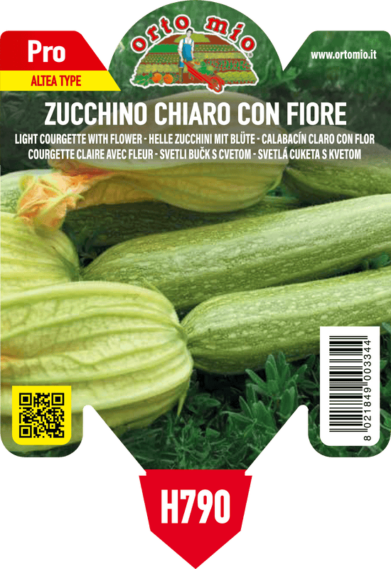 Pianta di chiaro con fiore var. melissa f1 (tipo altea) - novità in 1 pianta in vaso 10 – Orto Mio Forlì