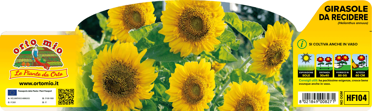 Pianta Girasole Nano Ornamentale - Orto Mio