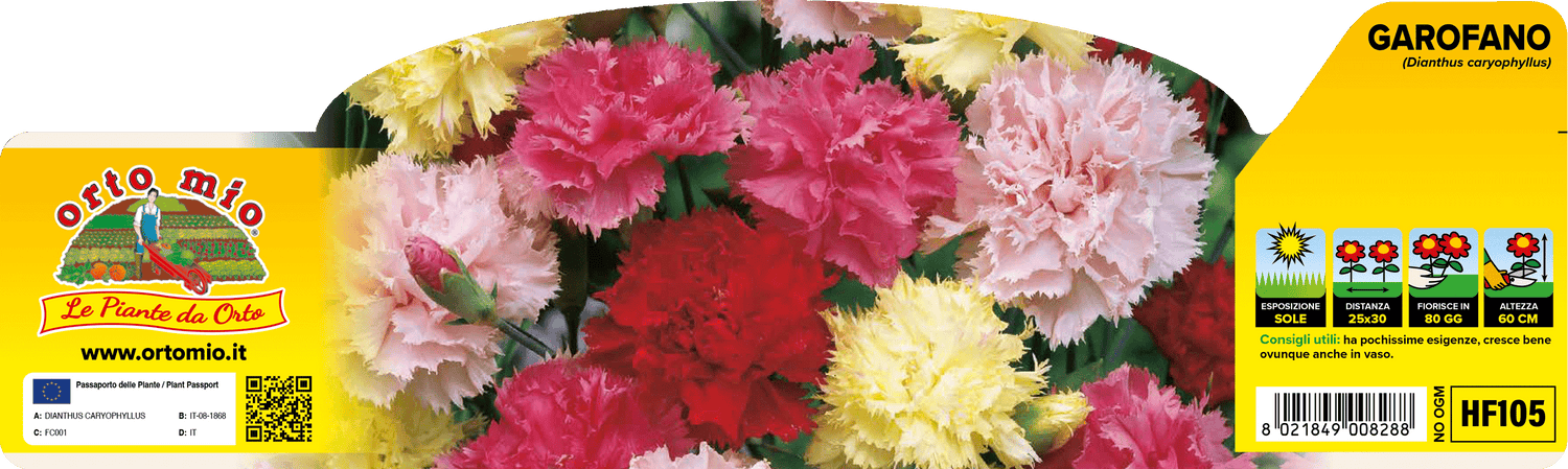 Pianta Garofano Mix di Colori - Fiore Ornamentale - Orto Mio