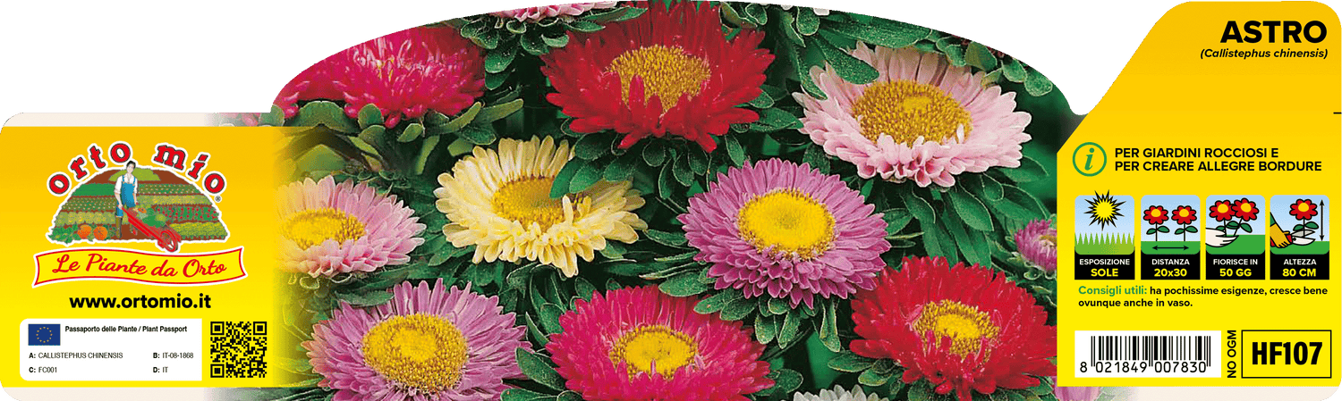 Pianta Astro Mix di Colori - Fiore Ornamentale - Orto Mio
