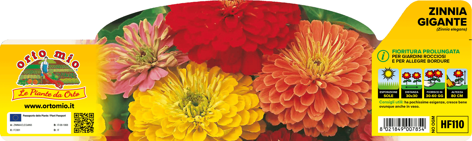 Pianta Zinnia Mix di Colori - Fiore Ornamentale - Orto Mio