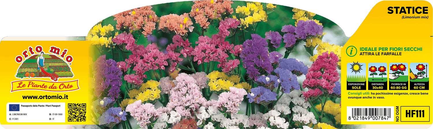 Pianta Statice per Fiori Secchi Mix - Orto Mio