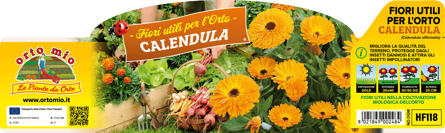 Pianta Calendula (Calendula Officinalis) - Orto Mio
