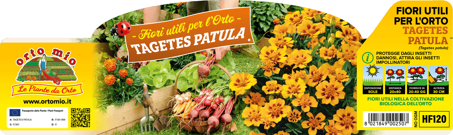 Pianta Tagete (Tagetes Patula) - Orto Mio