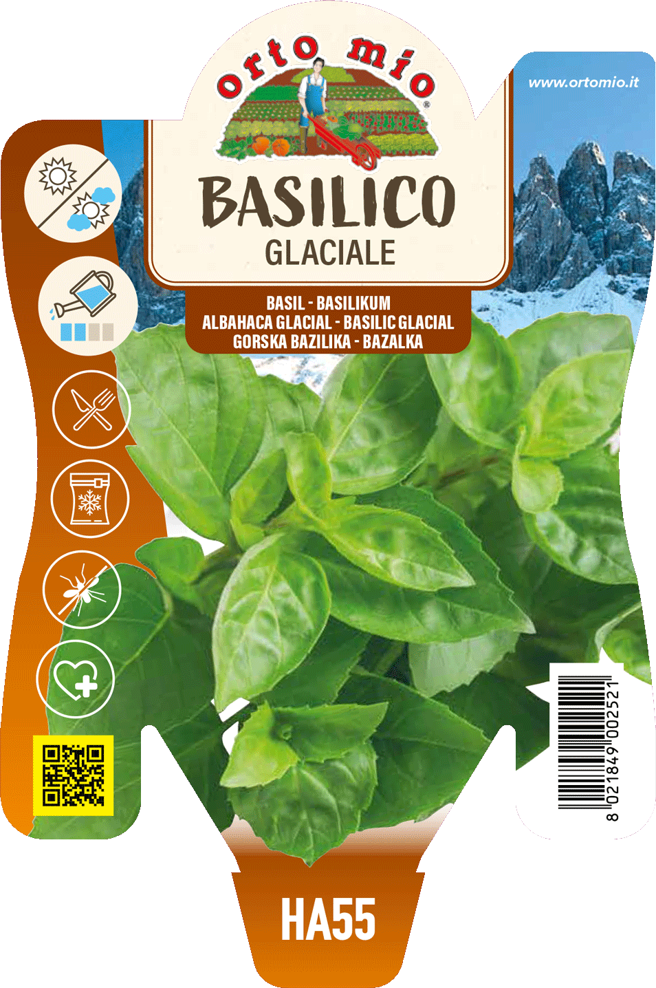 Basilico Glaciale