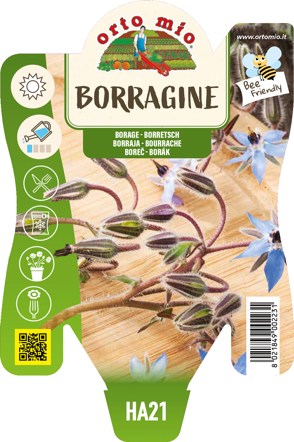 Borragine