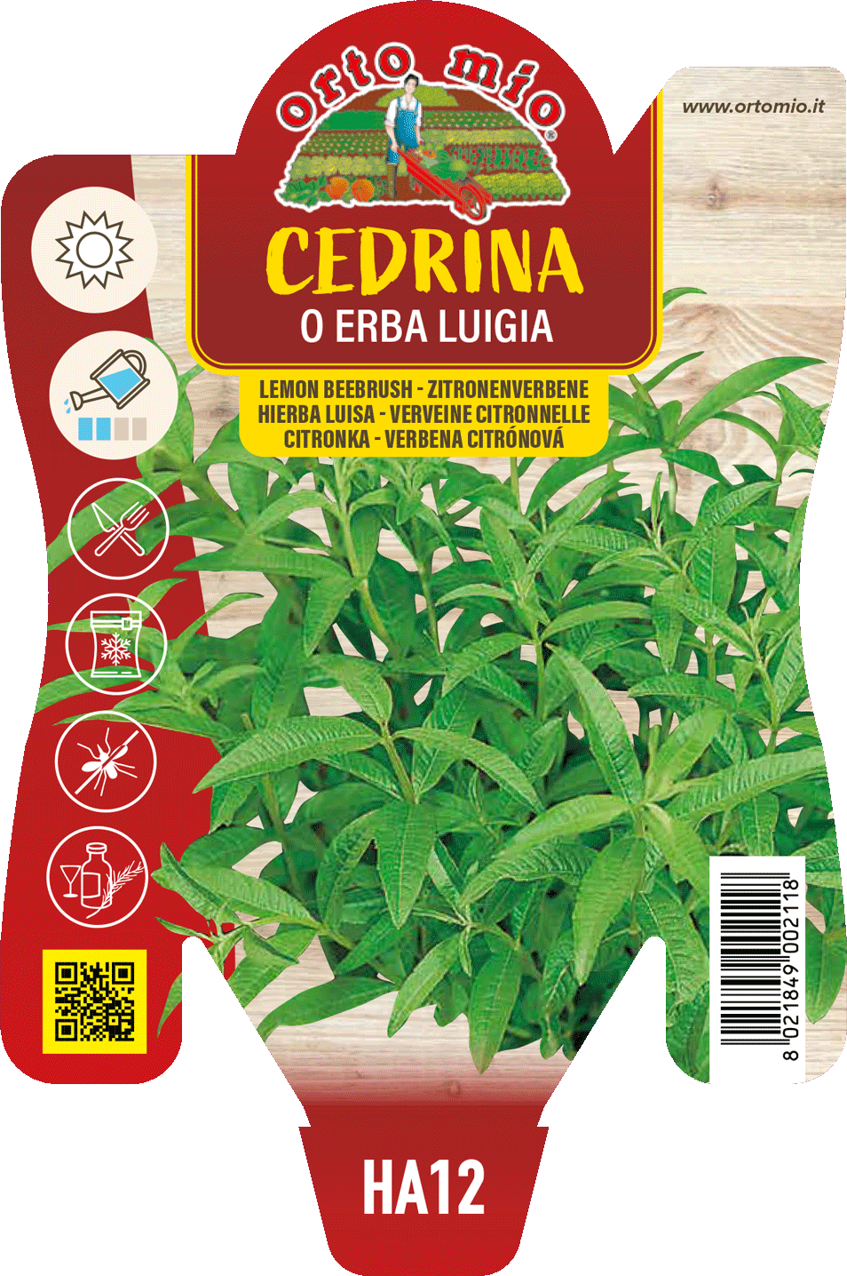 Cedrina o Erba Luigia