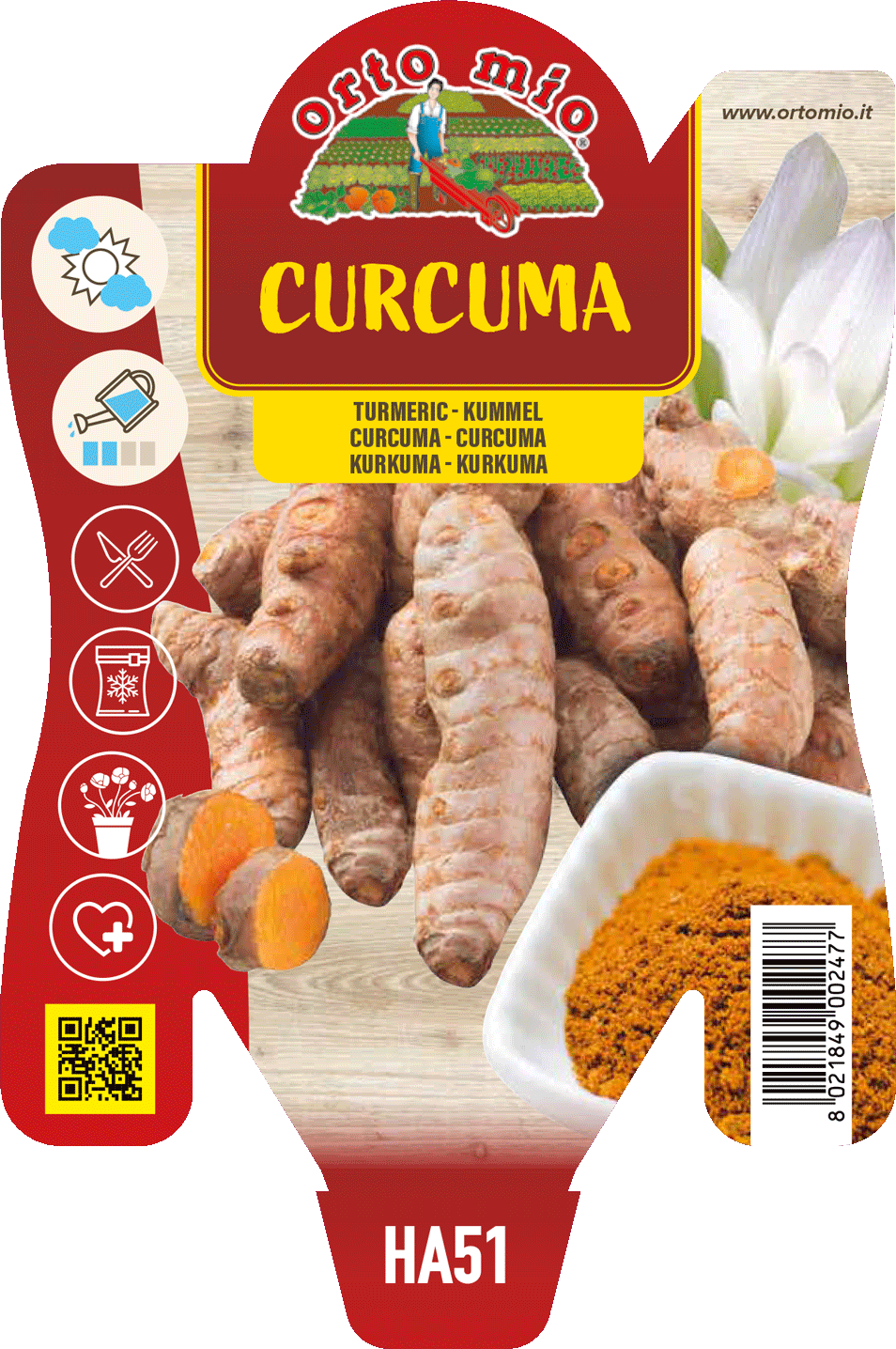 Curcuma