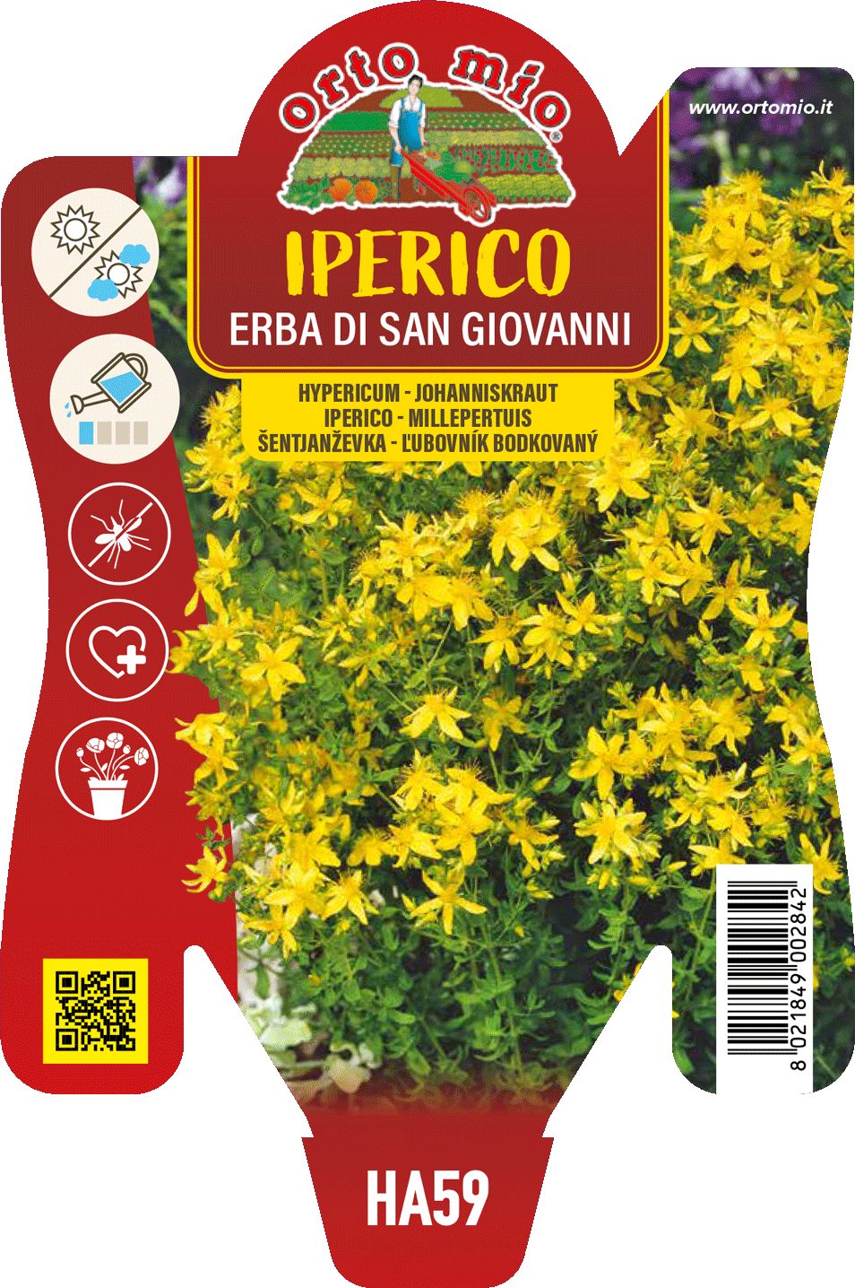 Iperico o Erba di San Giovanni