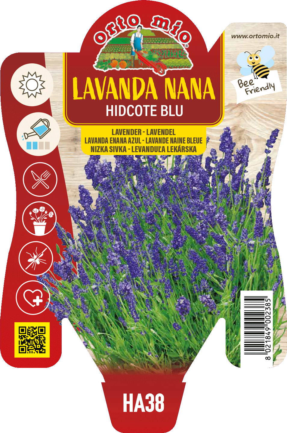 Lavanda Nana Hidcote Blu