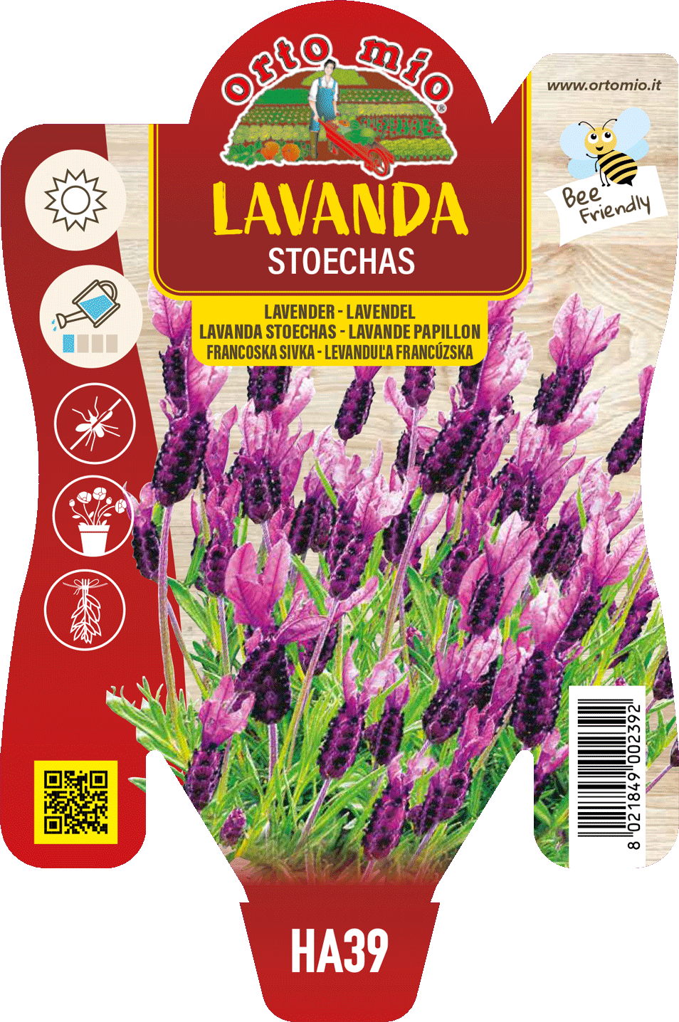Lavanda Stoechas
