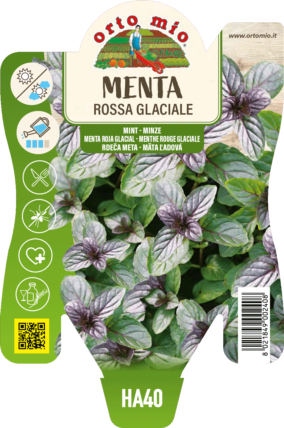 Menta Rossa Glaciale