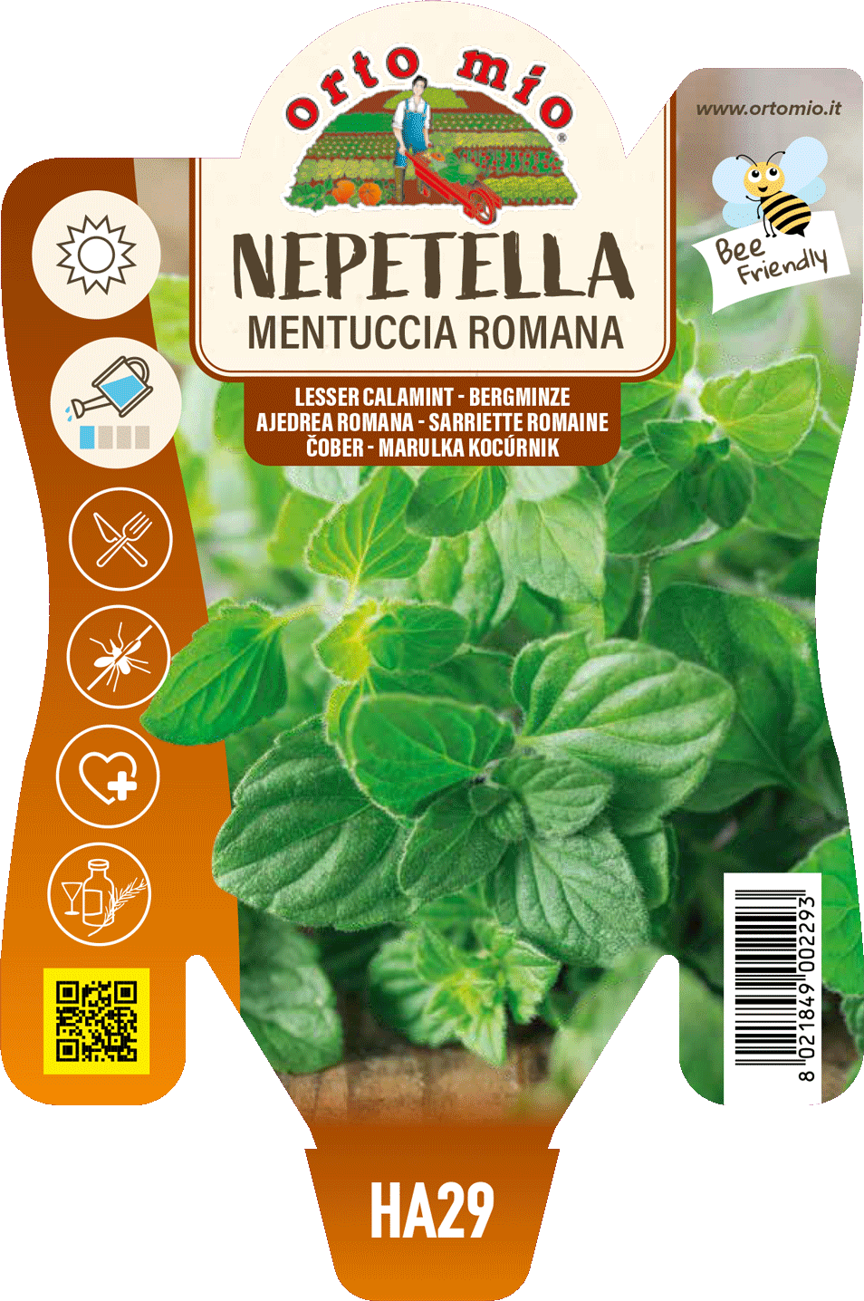 Nepetella o Mentuccia Romana