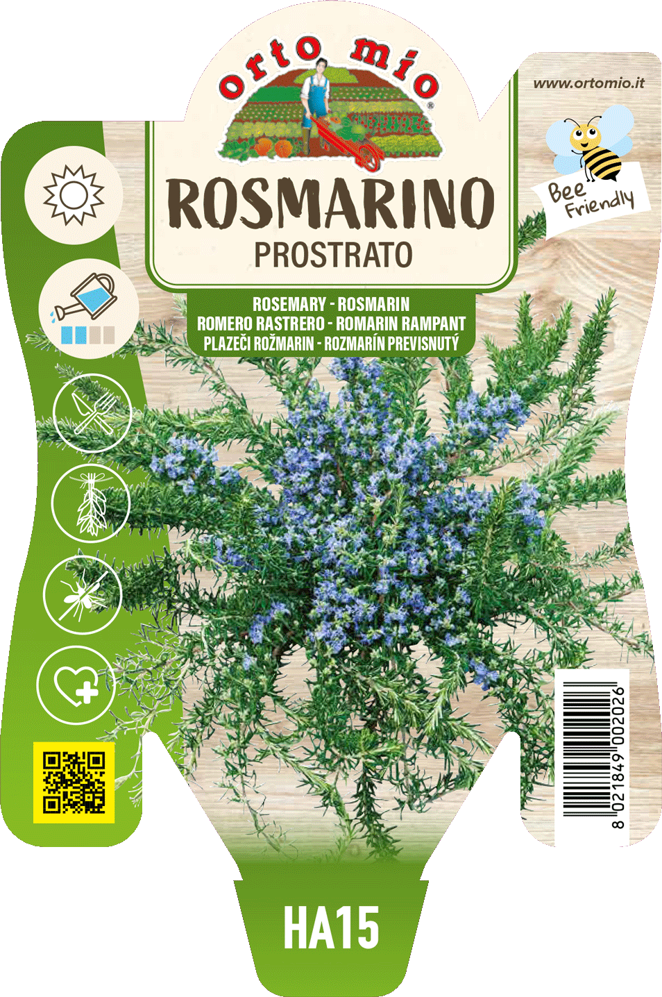 Rosmarino Prostrato