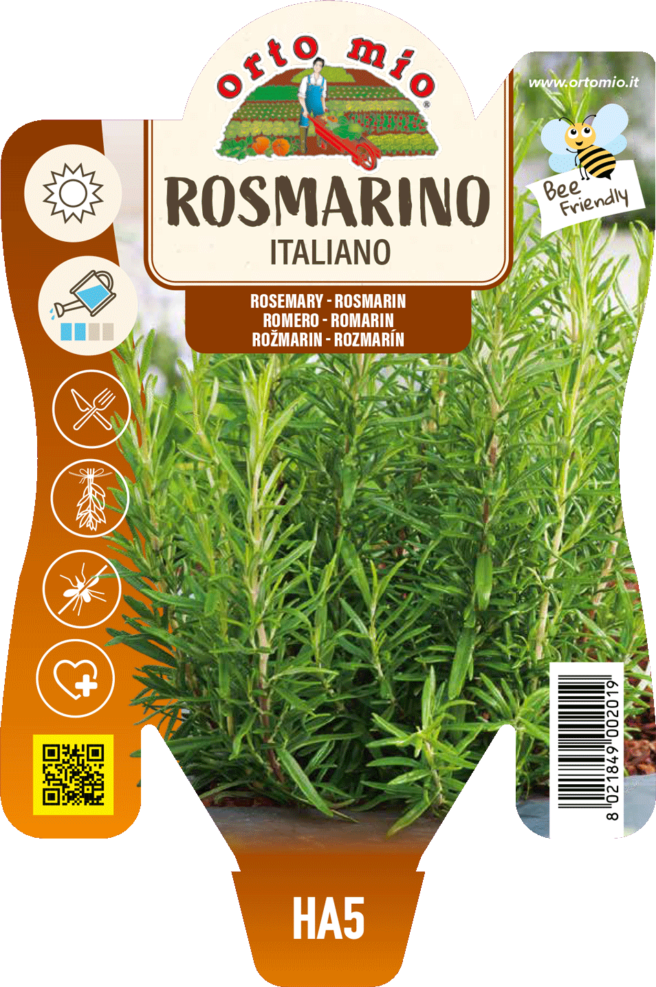 Rosmarino