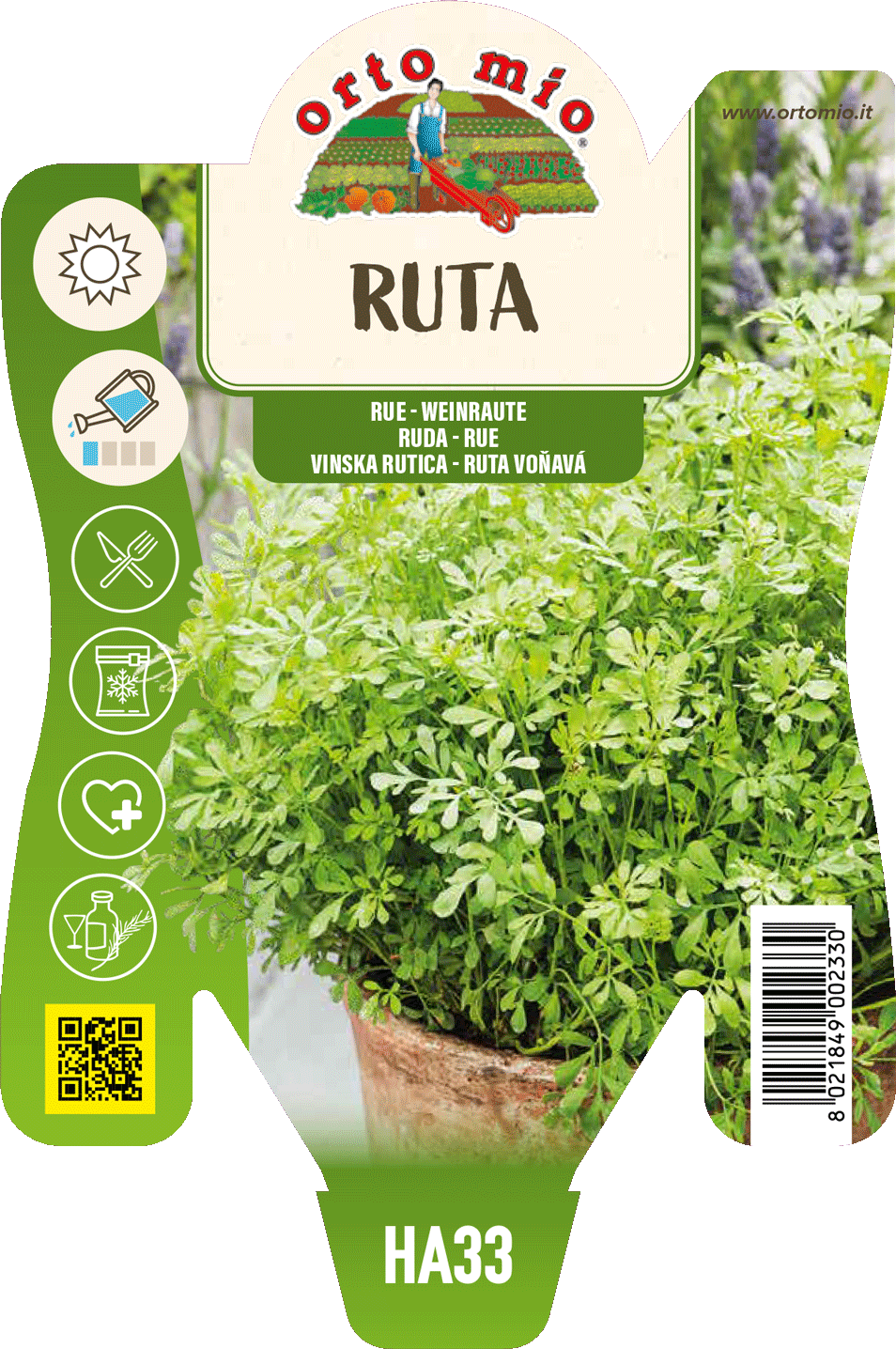 Ruta