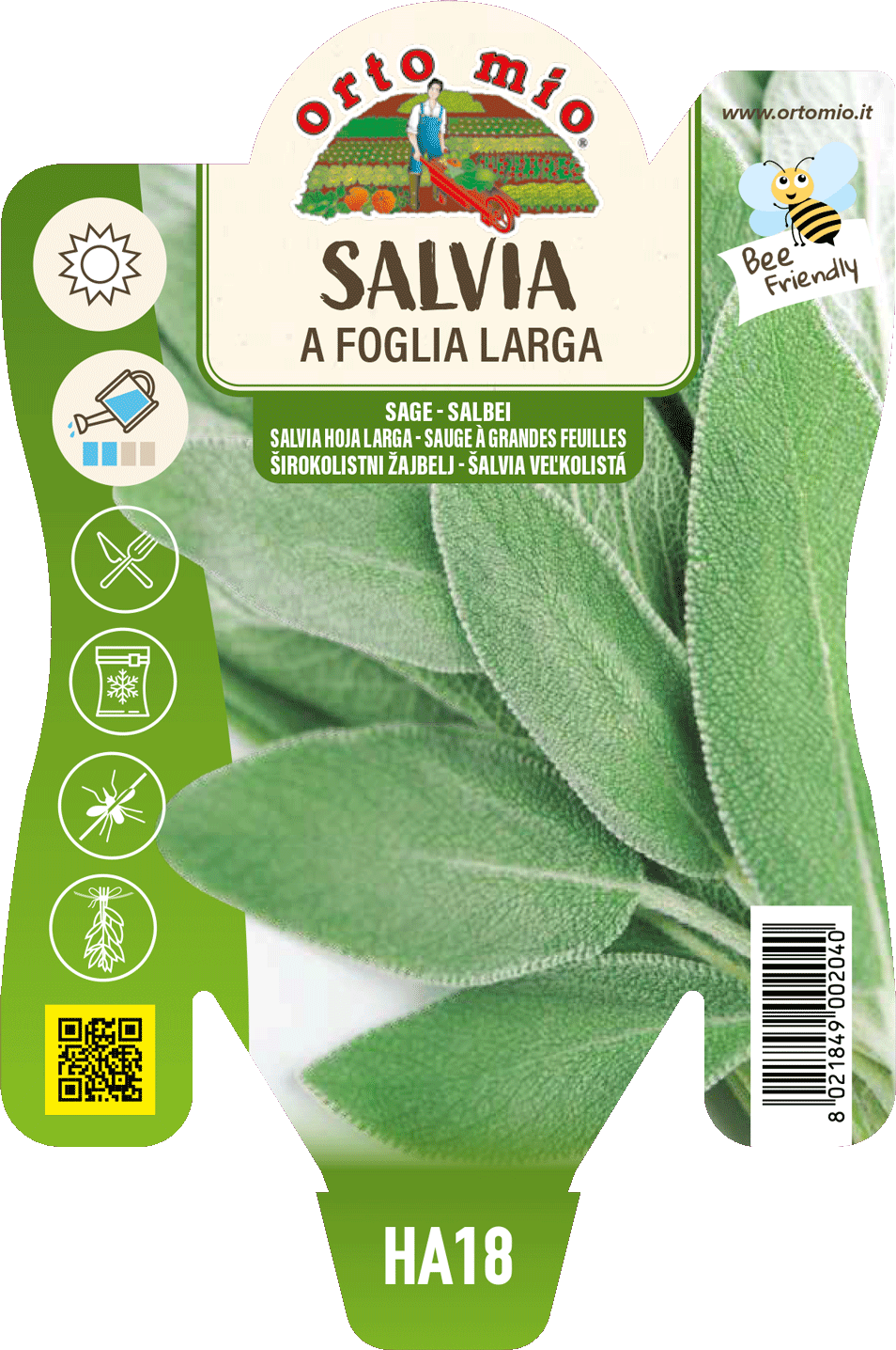 Salvia a Foglia Larga