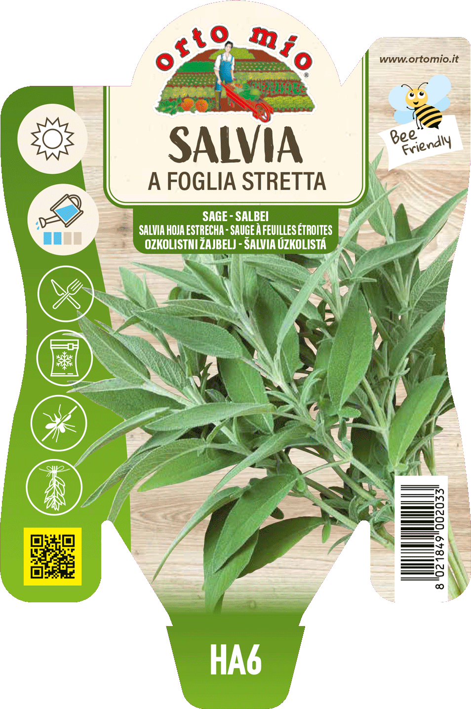 Salvia a Foglia Stretta