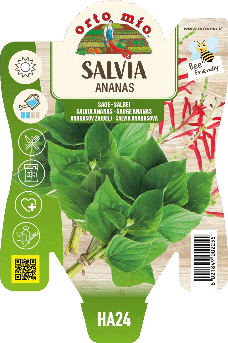 Salvia Ananas